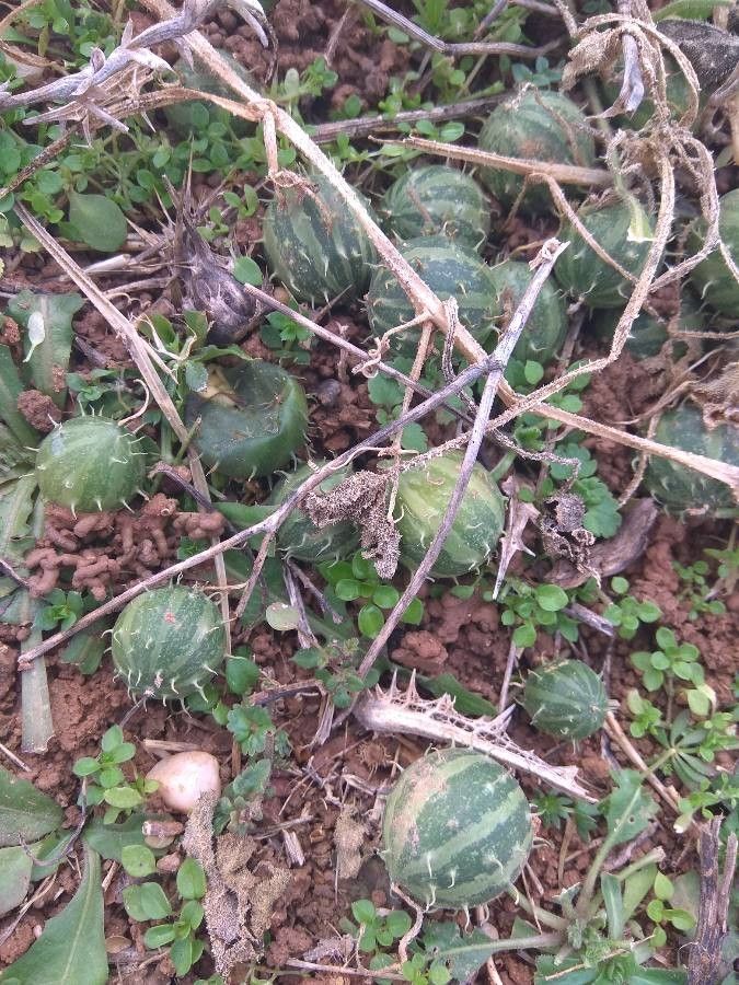 Cucumis myriocarpus fruit