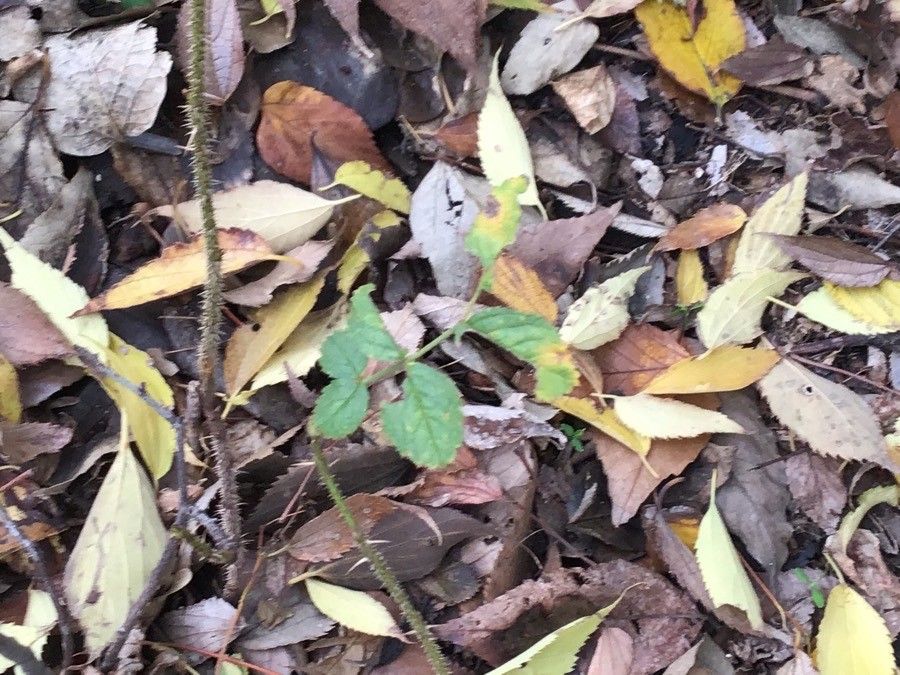 Rosa tuschetica leaf