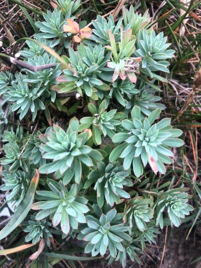 Euphorbia portlandica leaf