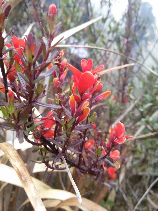 Castilleja talamancensis — houseplant care guide