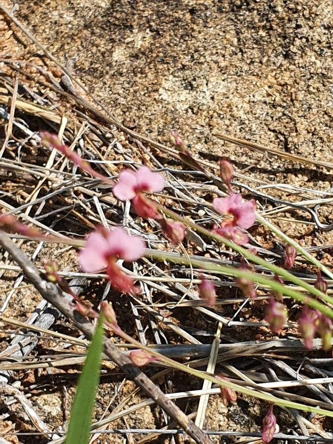 Polygala liniflora habit