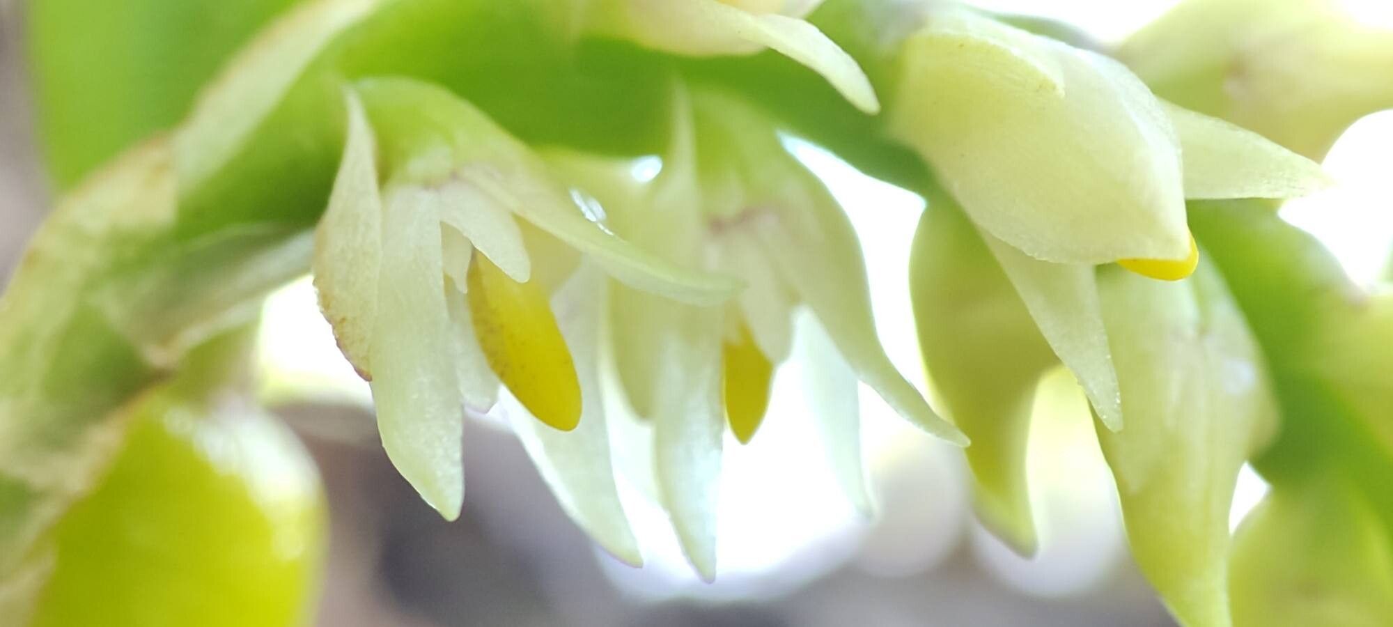Bulbophyllum humblotii flower