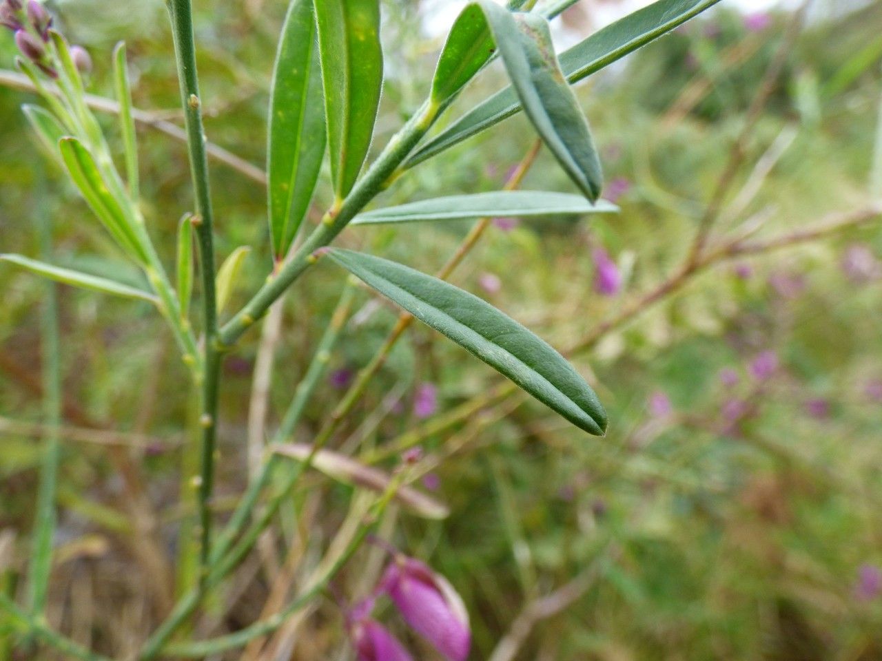 Polygala virgata — search result for 'Botswana'
