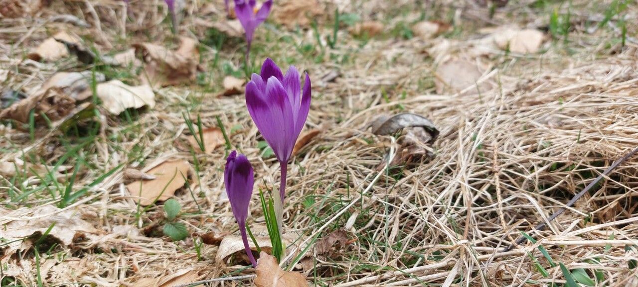 Crocus heuffelianus flower