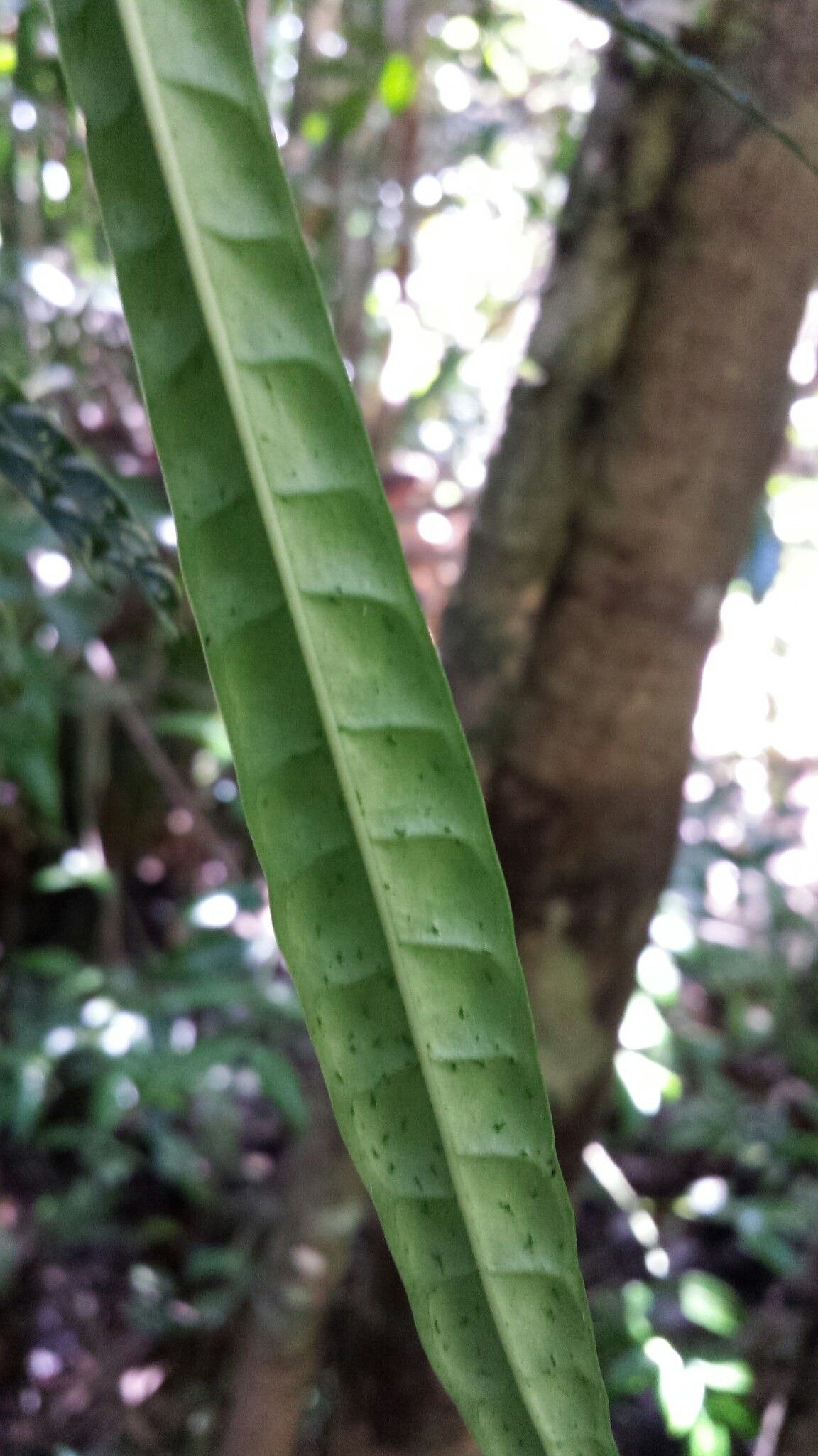 Psychotria himanthophylla — houseplant care guide