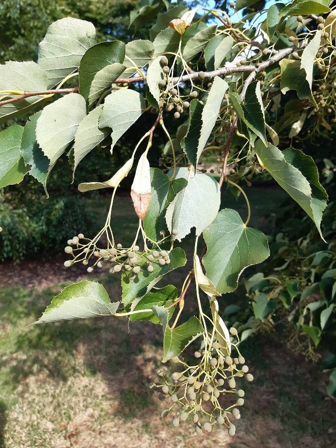 Tilia japonica — search result for 'Tilia'