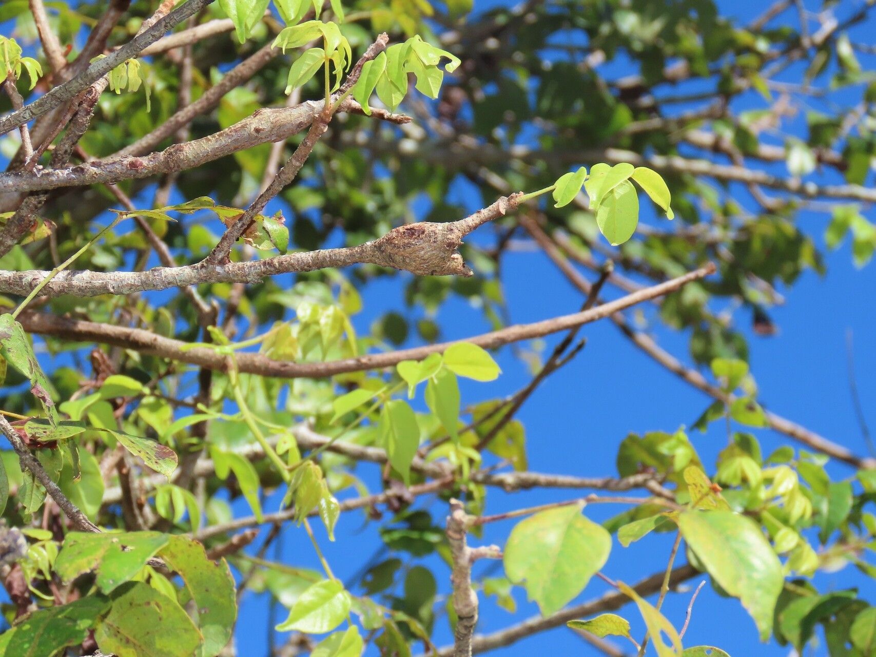 Lannea antiscorbutica leaf
