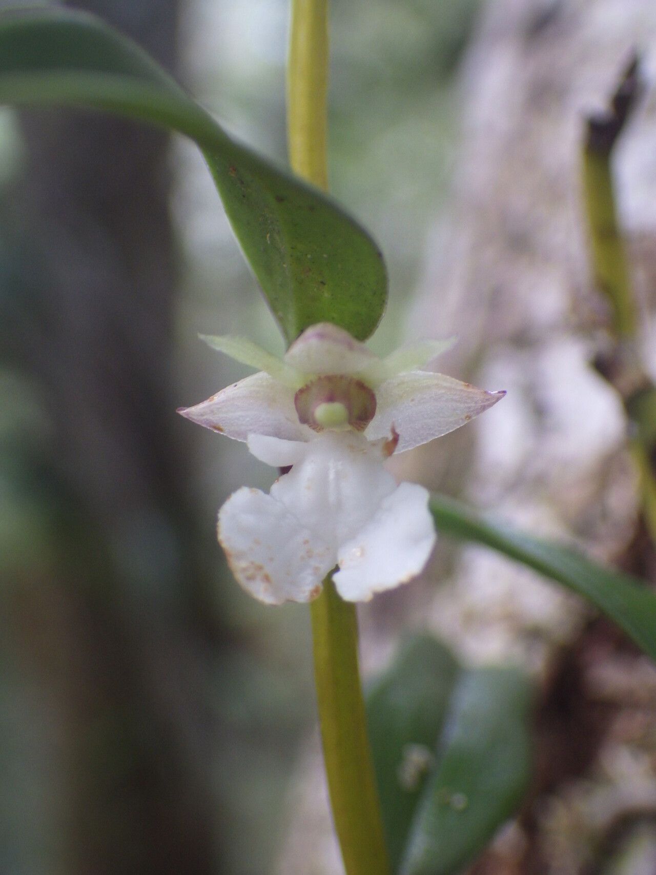 Dendrobium taeniocaule — houseplant care guide