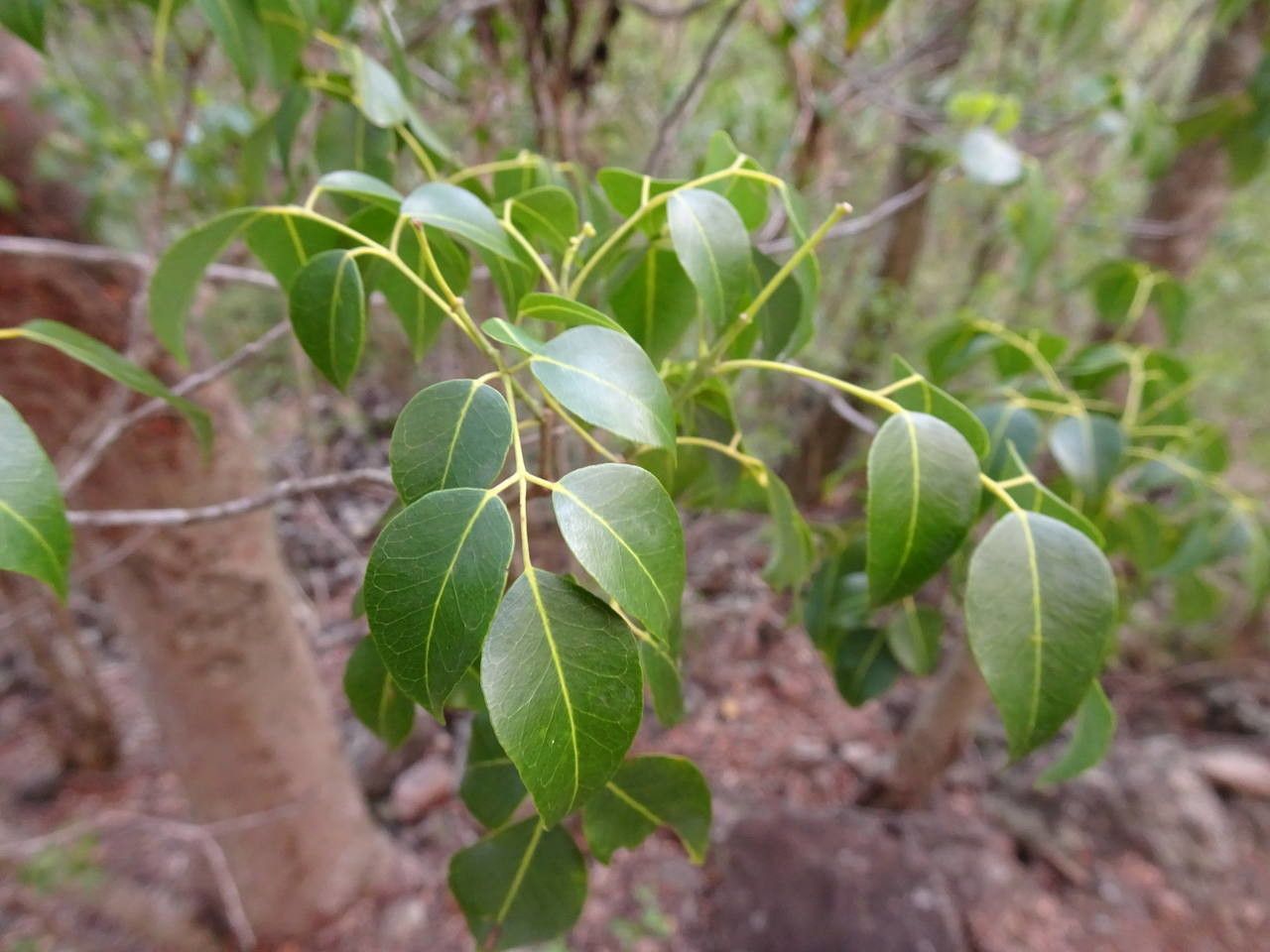 Amyris elemifera — search result for 'Belize'
