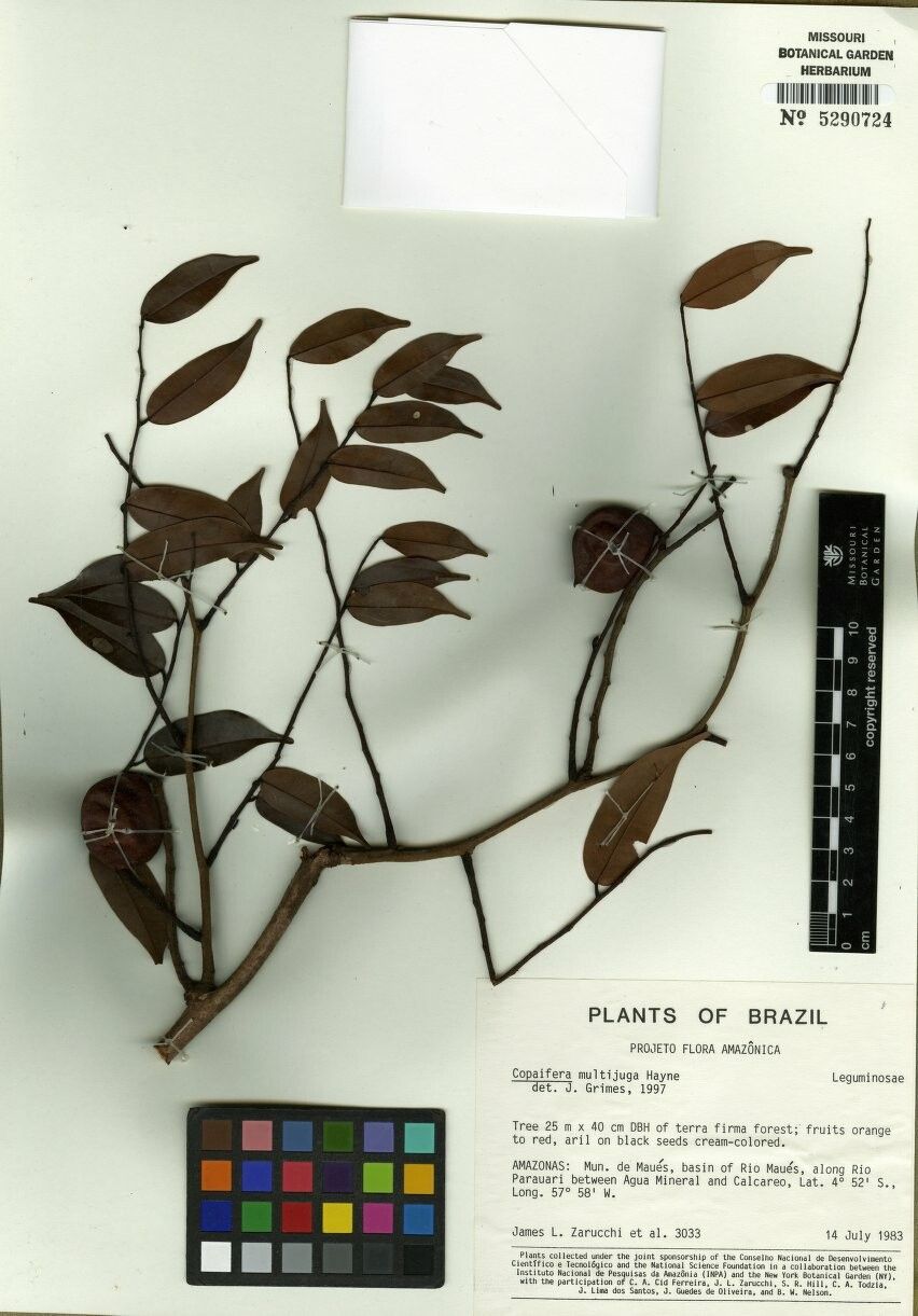 Copaifera multijuga other