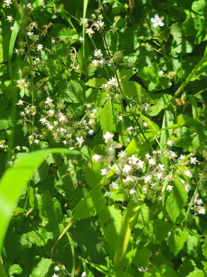 Tiarella trifoliata flower