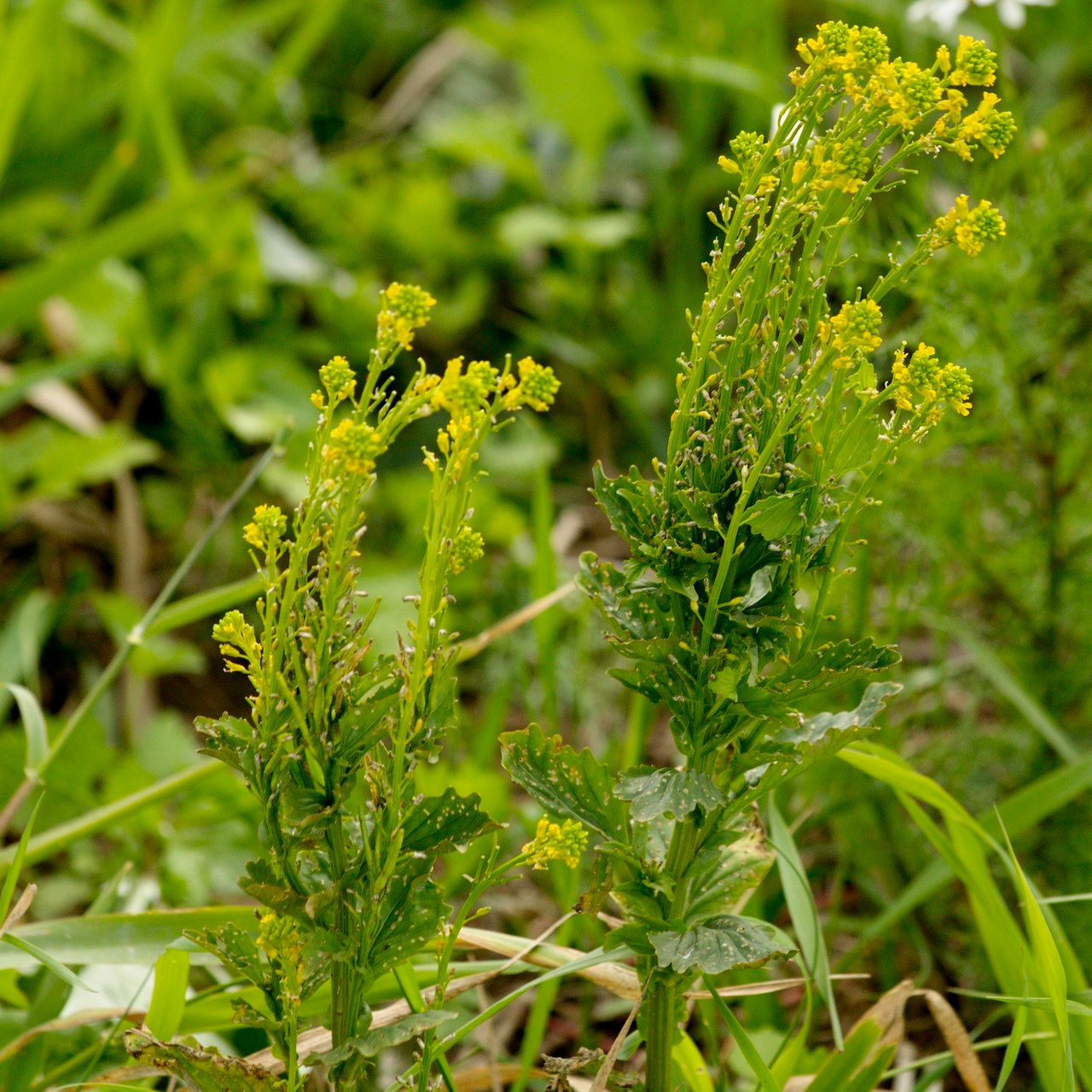 Barbarea stricta leaf