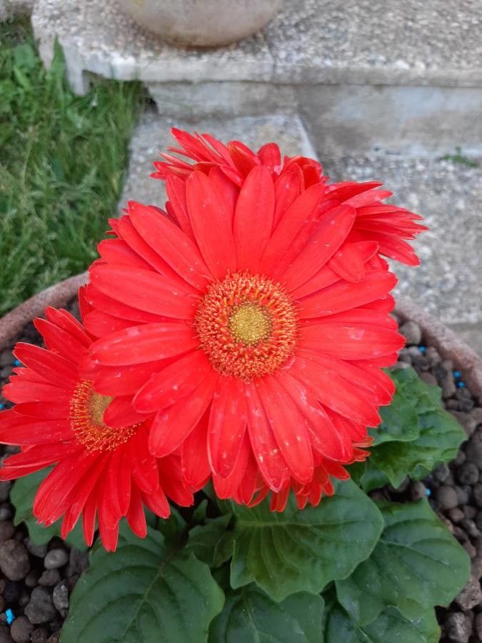 Gerbera viridifolia flower