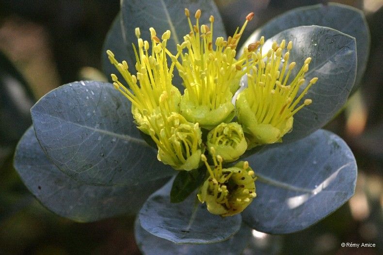 Xanthostemon glaucus flower