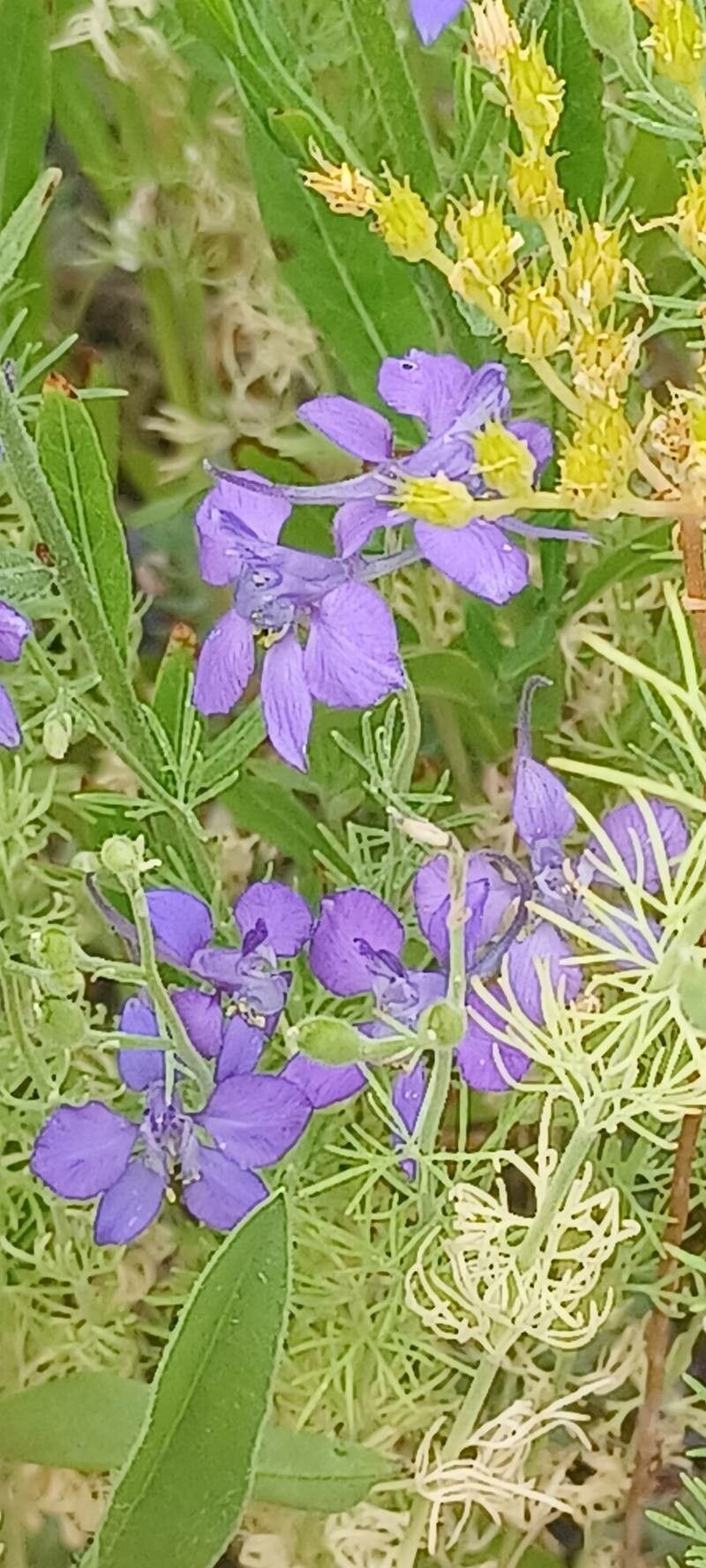 Teucrium orientale flower