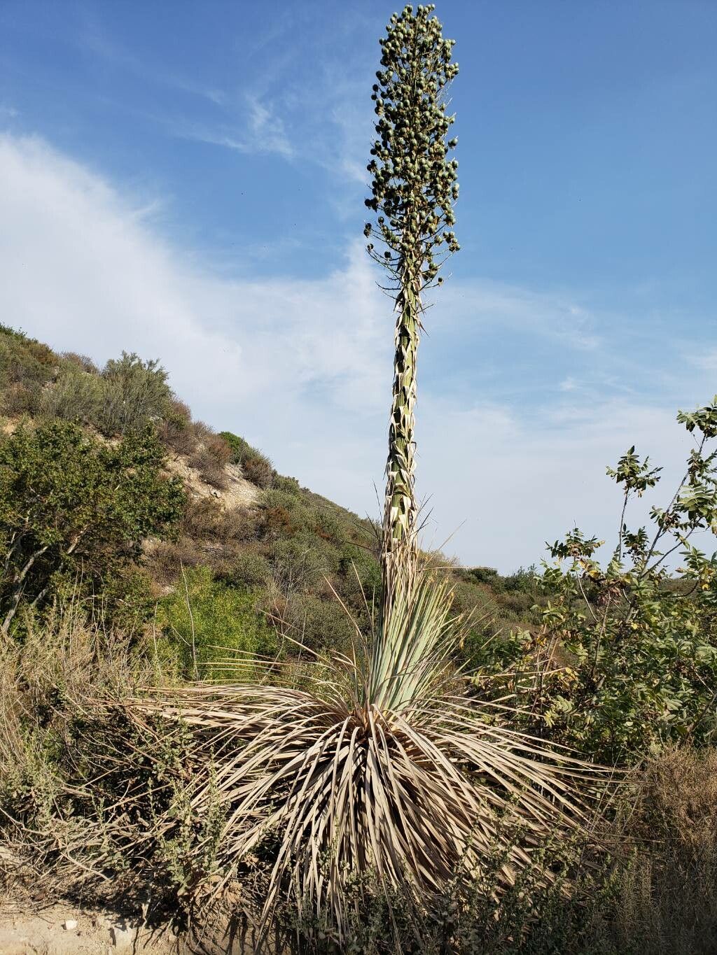Hesperoyucca whipplei