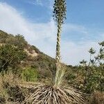 Hesperoyucca whipplei