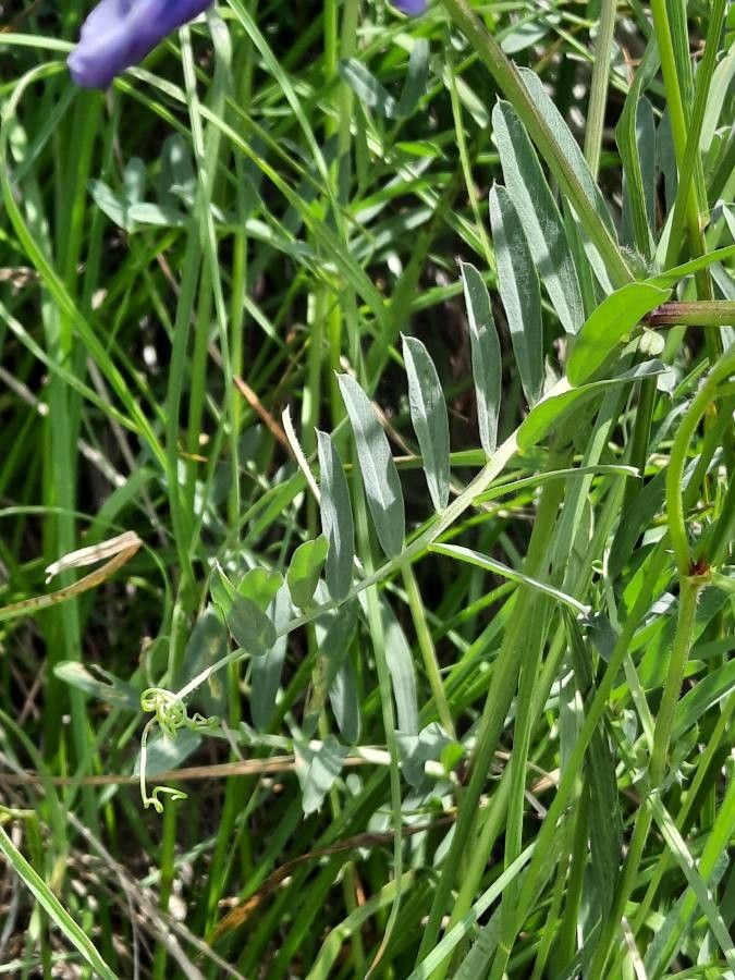 Vicia Onobrychioides
