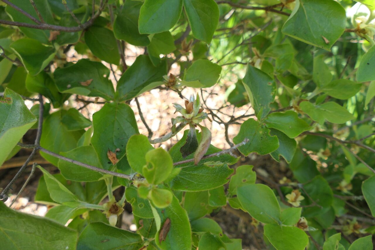 Rhododendron amagianum flower