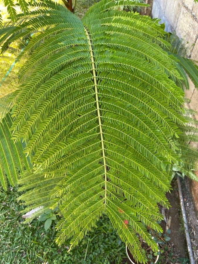 Cojoba arborea — search result for 'Bahamas'