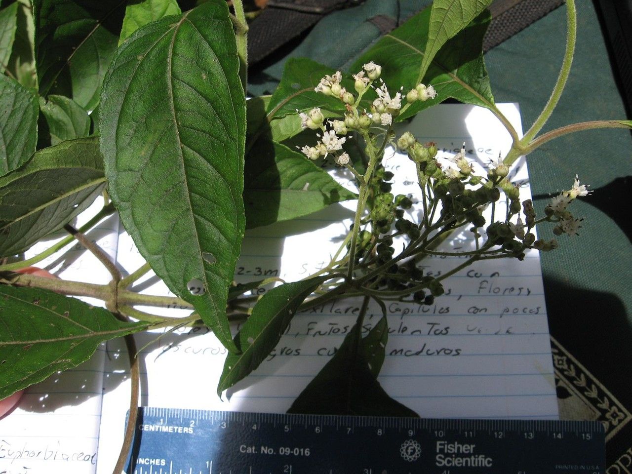 Clibadium anceps other