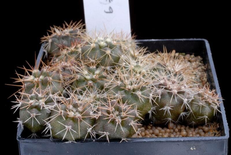 Copiapoa gigantea other