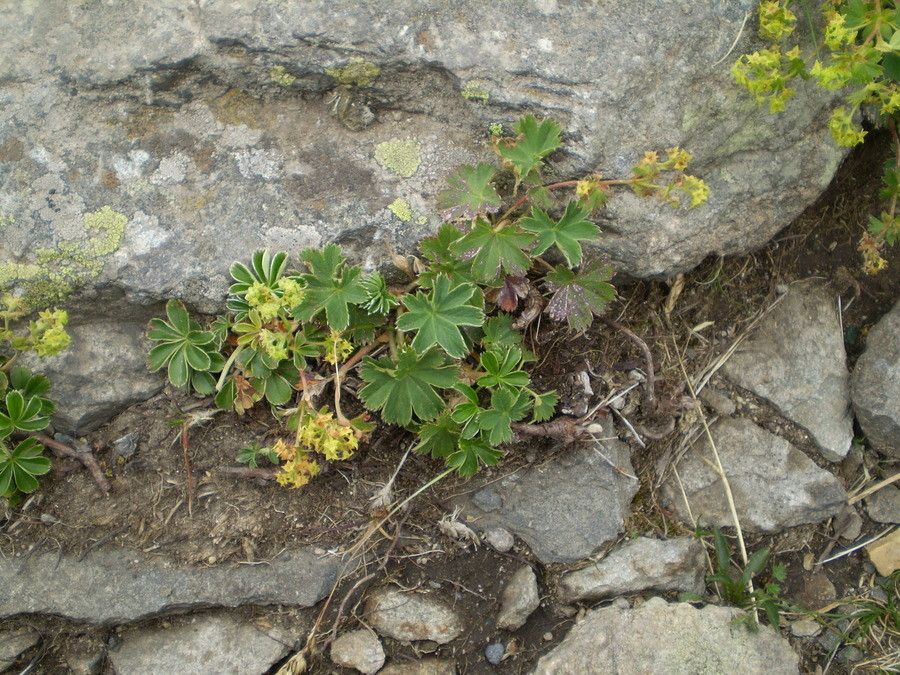 Alchemilla vetteri habit