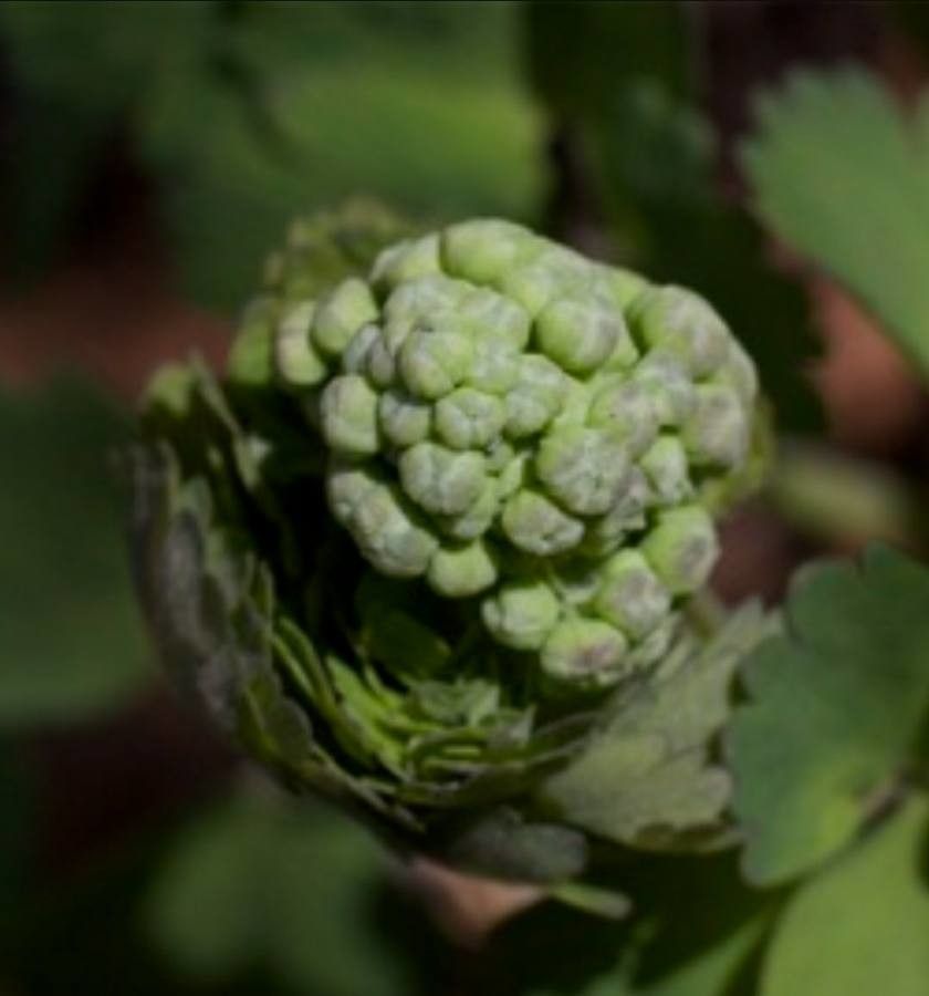 Thalictrum occidentale flower