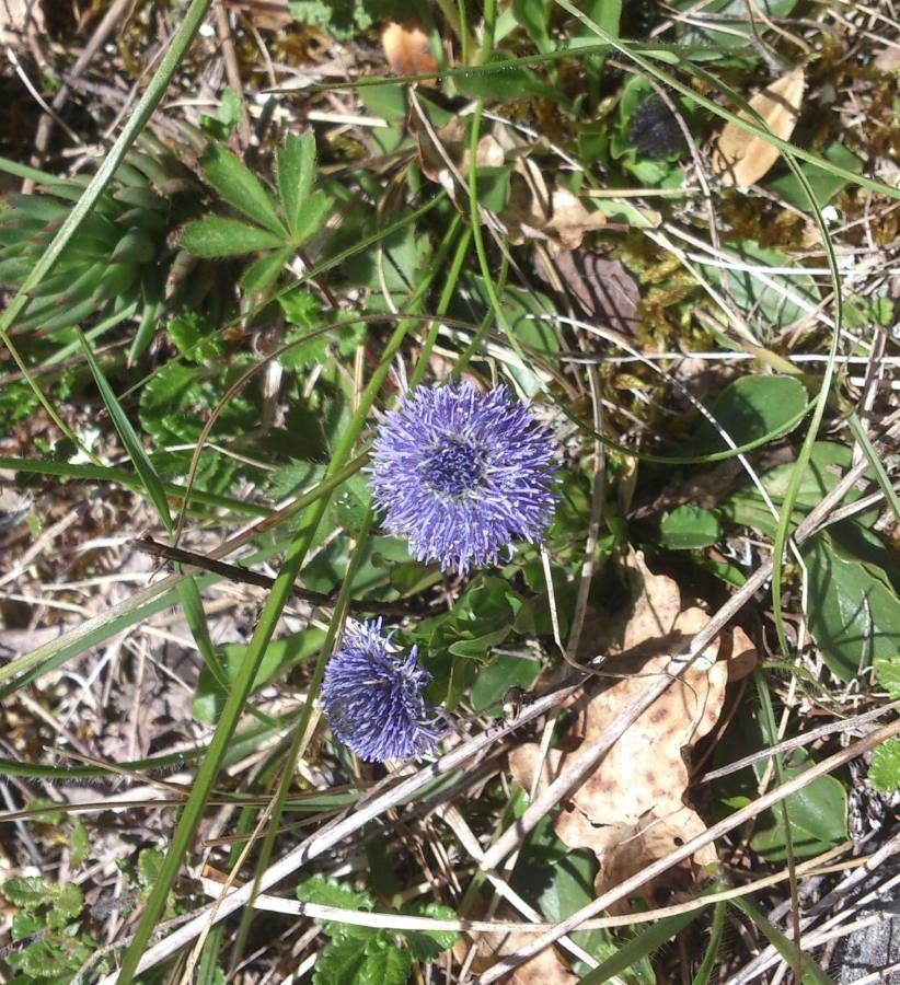 Globularia punctata flower