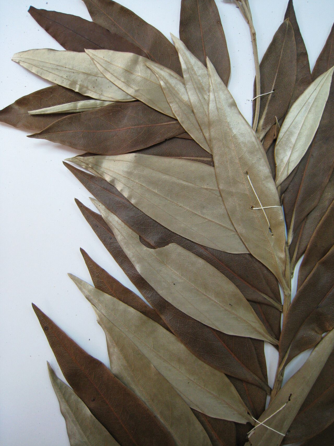 Ocotea guianensis other