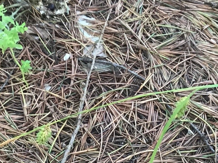 Carex pseudocyperus fruit