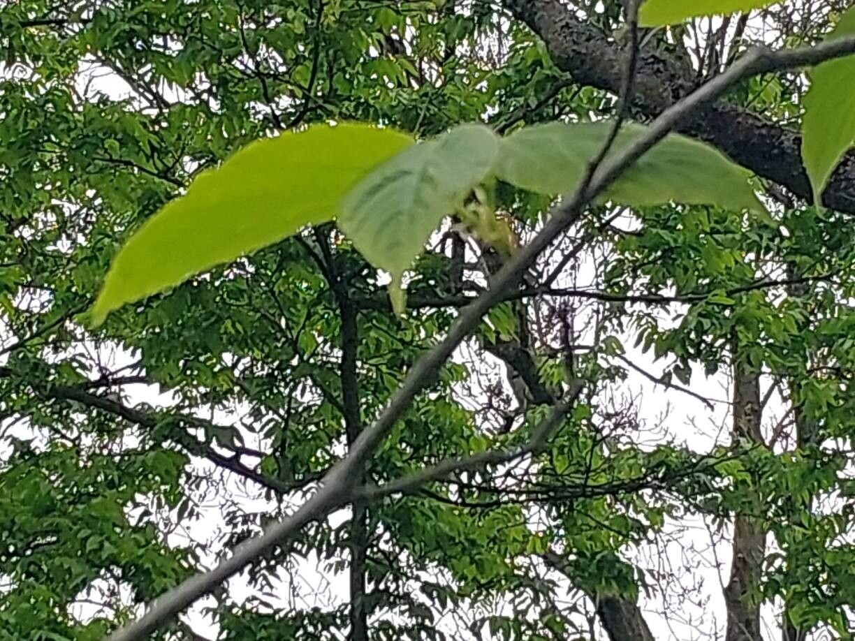 Hovenia tomentella leaf