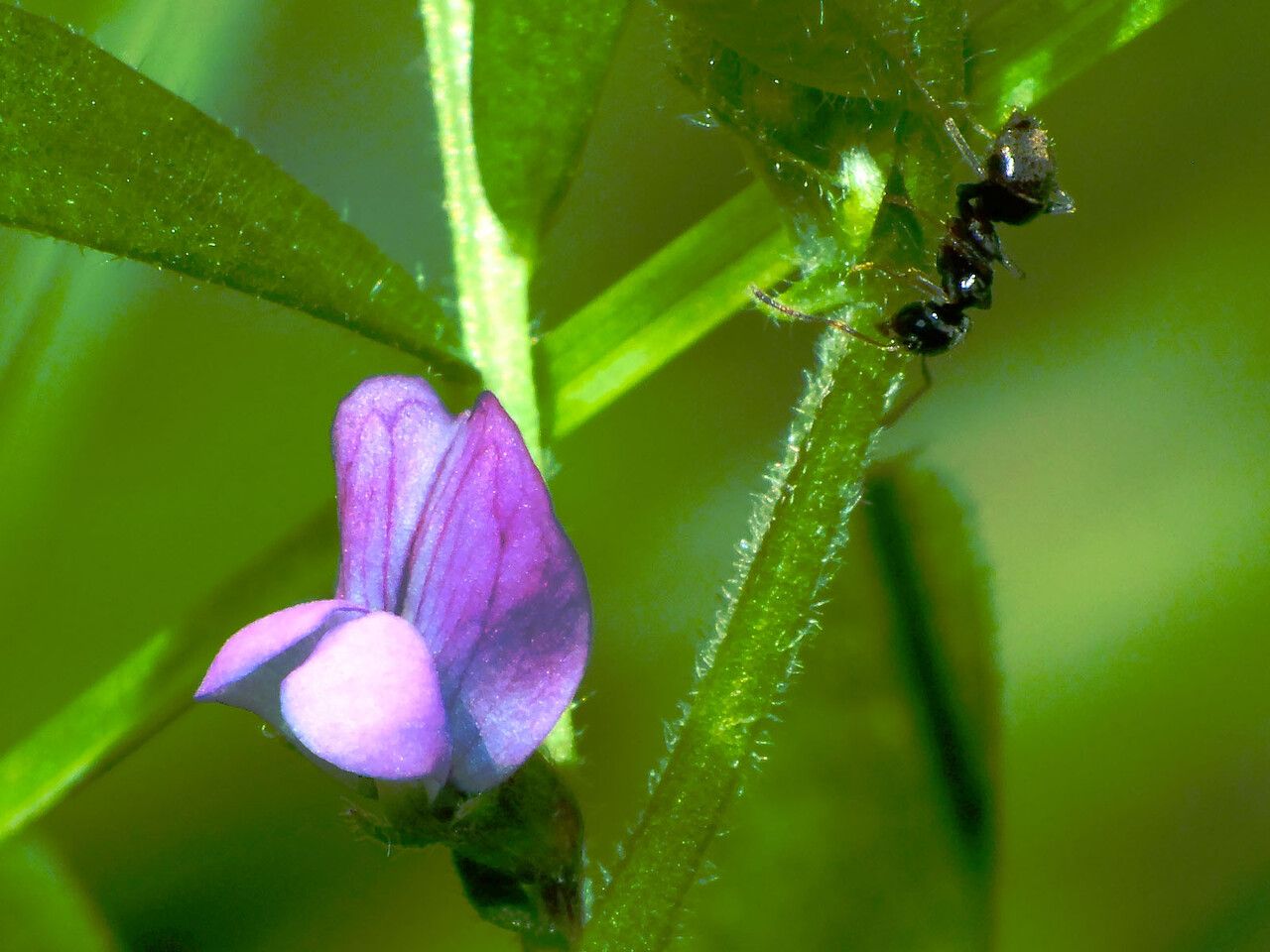 Vicia lathyroides flower