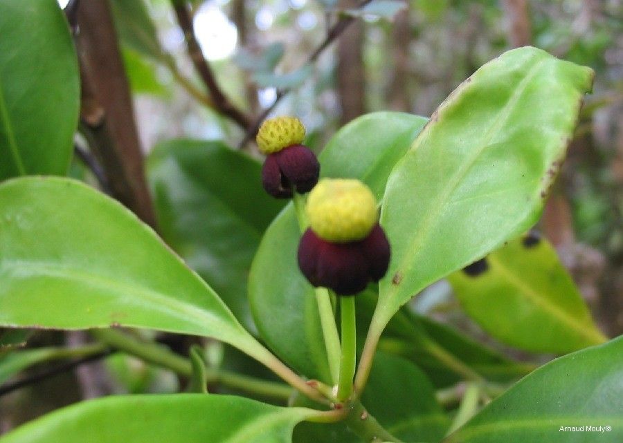 Zygogynum pauciflorum fruit