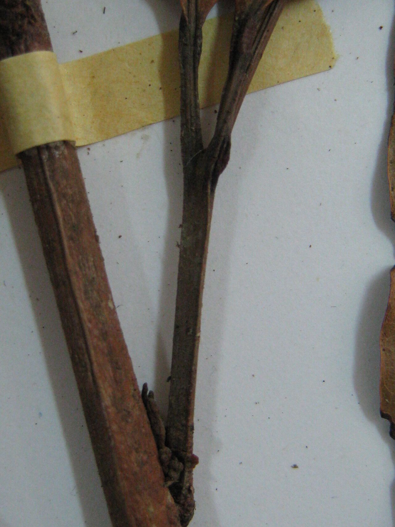 Protium decandrum other