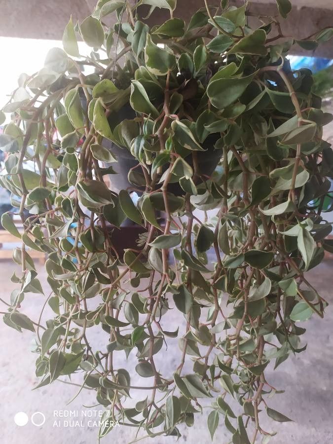 Peperomia scandens flower