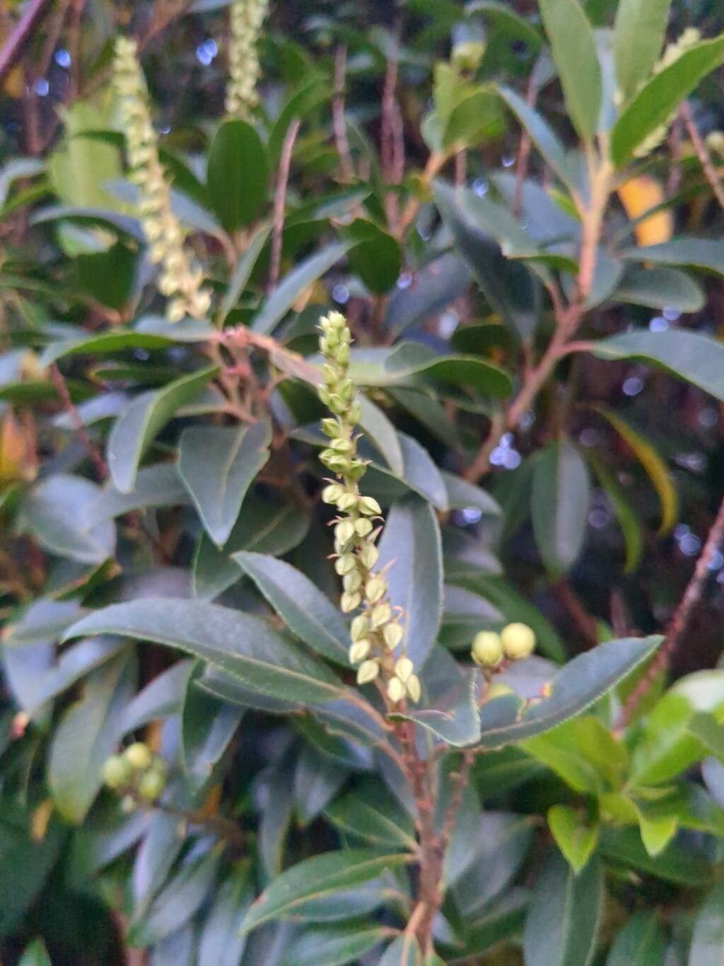 Pieris floribunda fruit