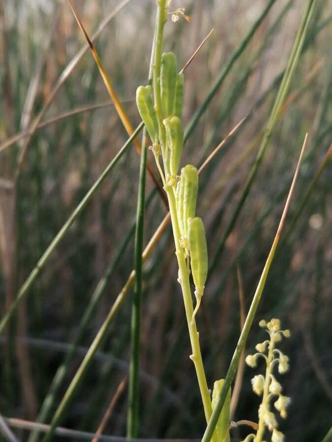 Reseda stricta fruit