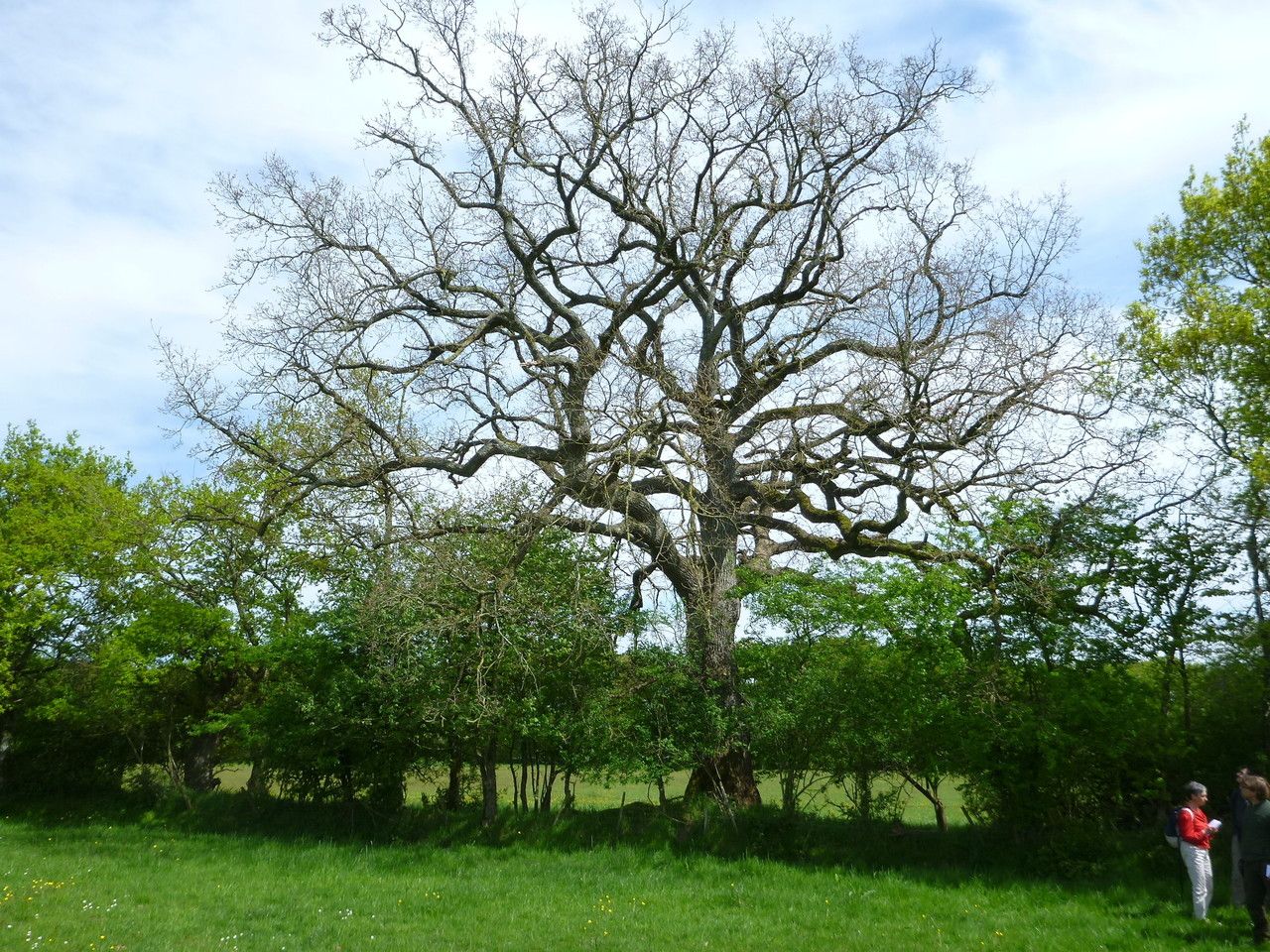 Quercus x andegavensis — houseplant care guide