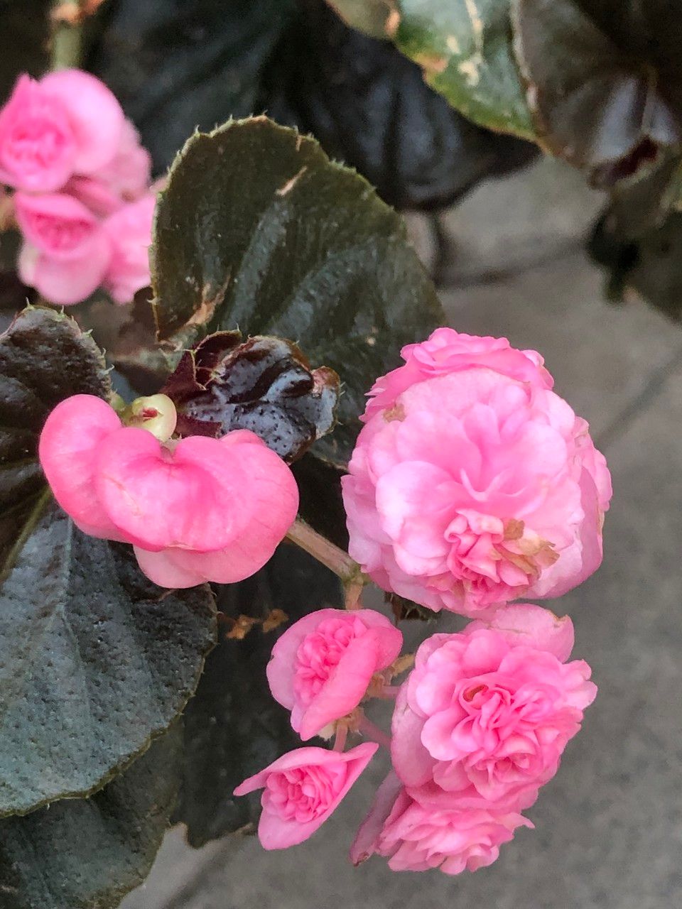 Begonia cucullata cv. 'Doublet Rose Pink' fruit
