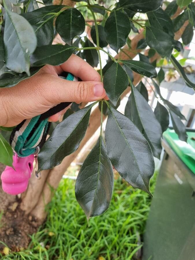 Tabebuia heterophylla leaf