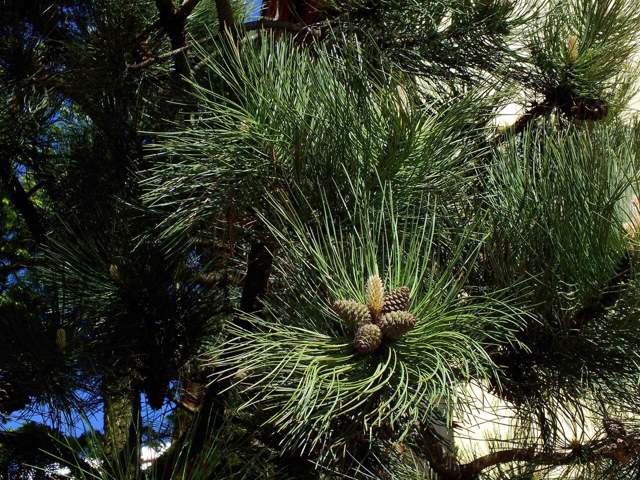 Pinus hartwegii leaf