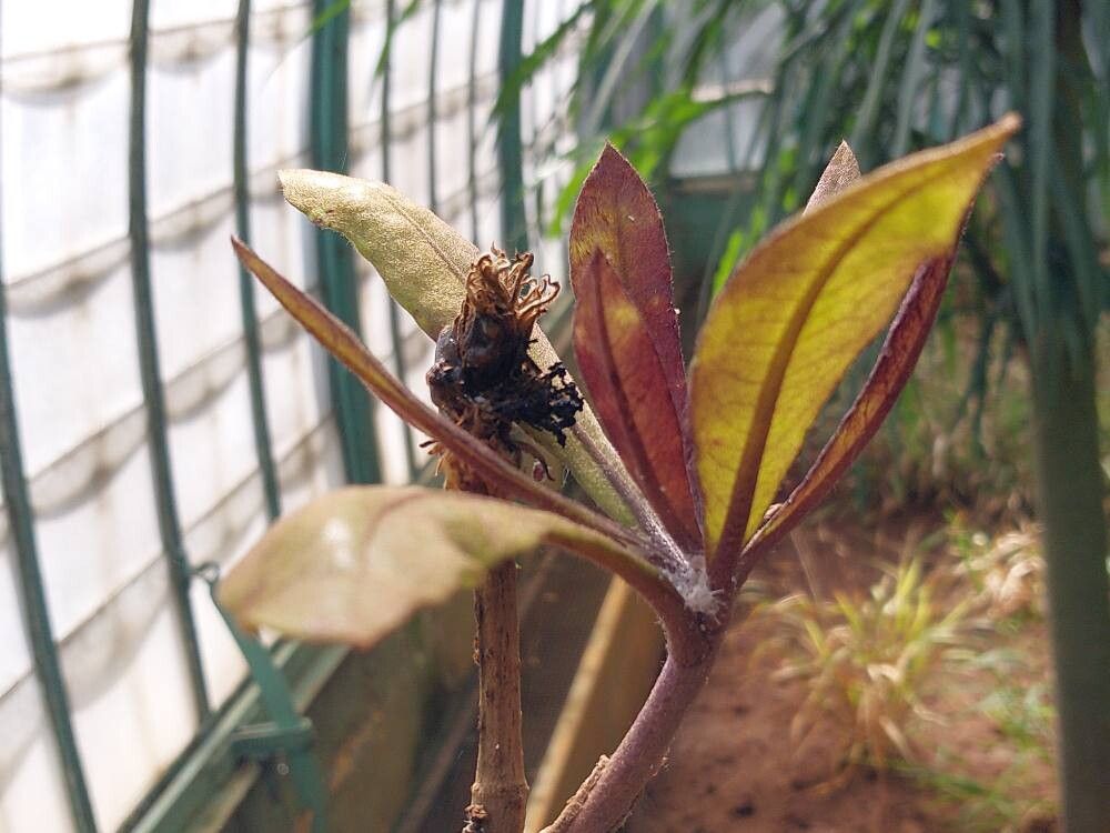 Pittosporum sylvaticum leaf