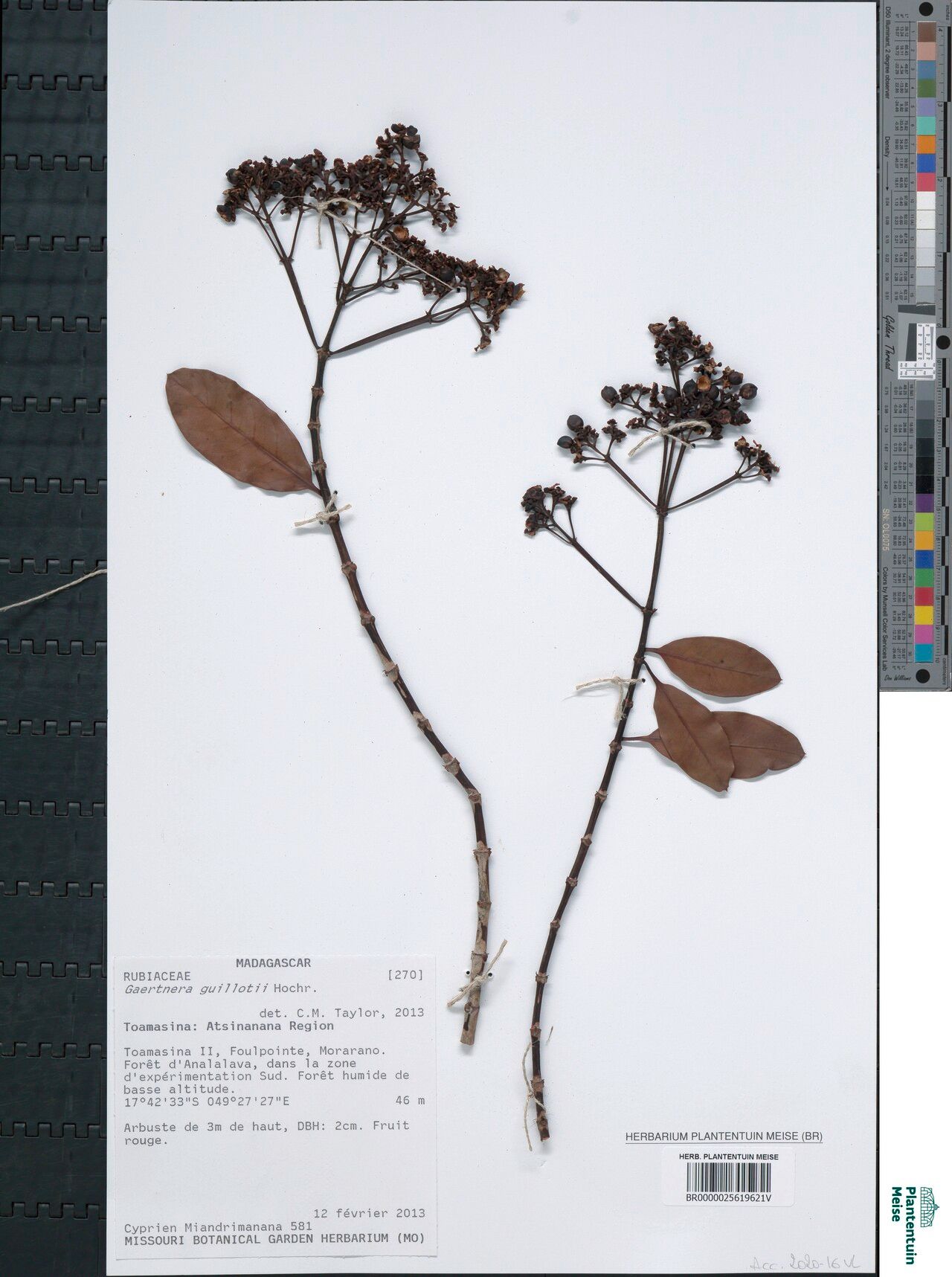 Gaertnera inflexa — houseplant care guide