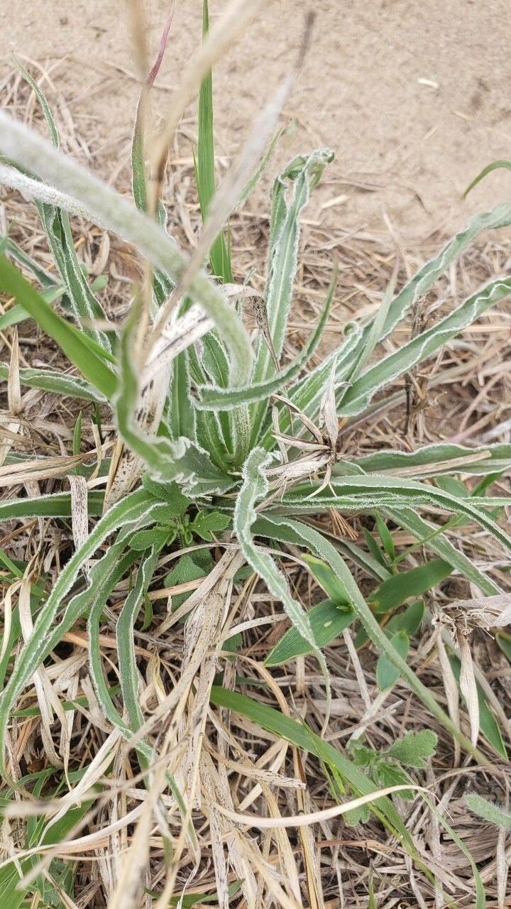 Nothocalais cuspidata — search result for 'Microseris'