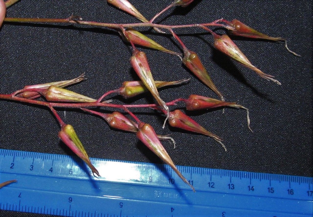 Pitcairnia calcicola other