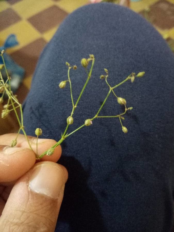 Sphenopus divaricatus fruit