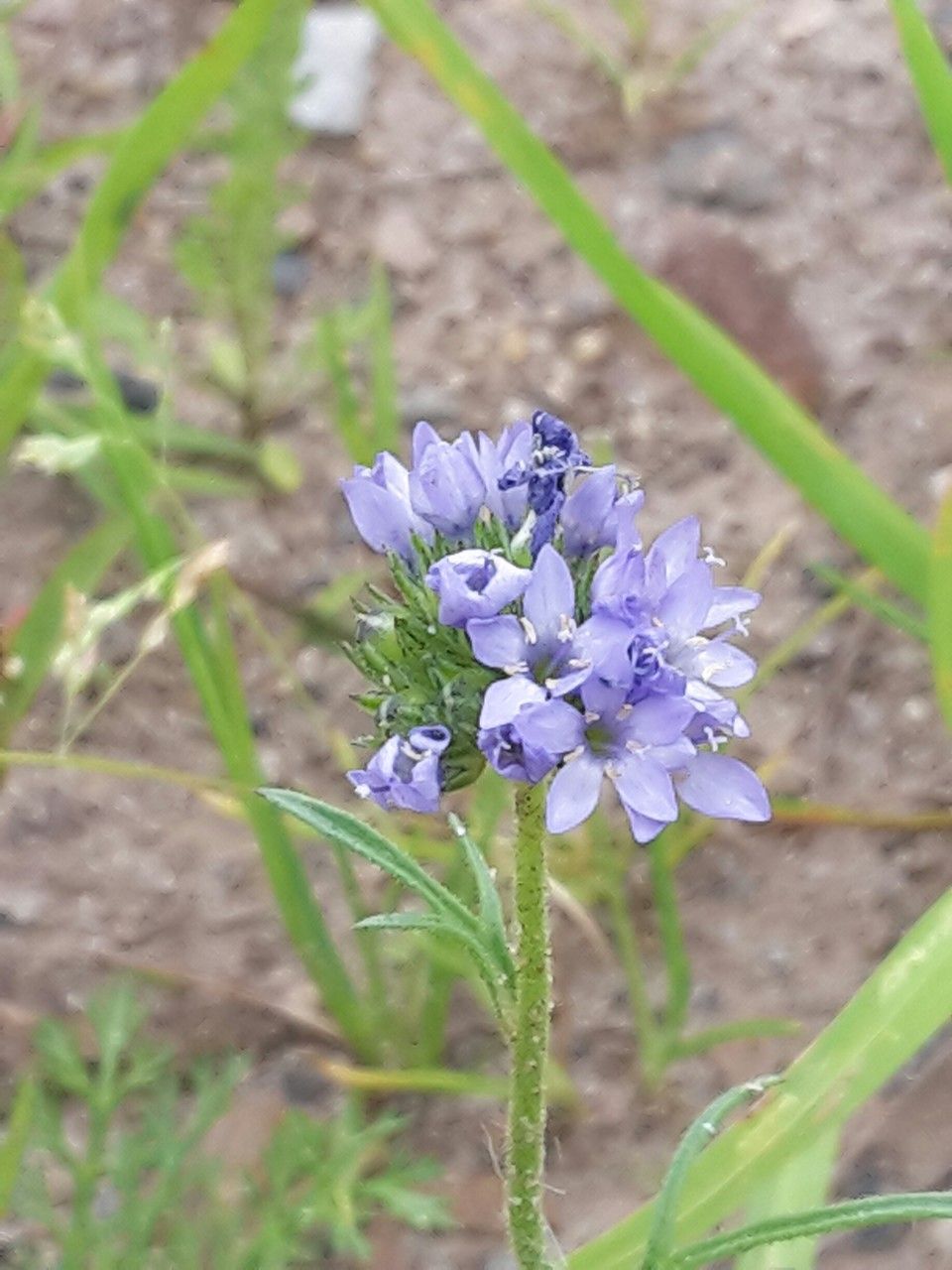 Gilia capitata flower