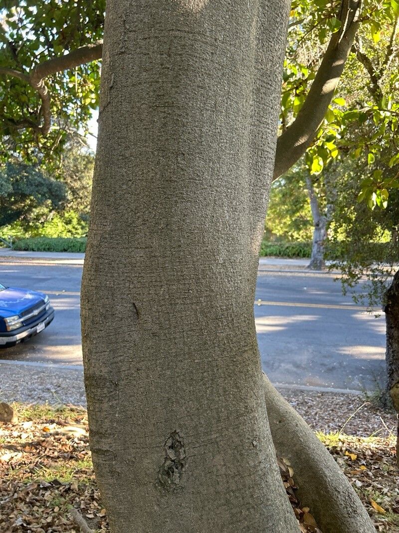 Ficus vogeliana bark