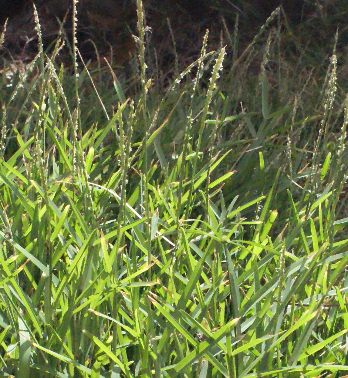 Stenotaphrum dimidiatum habit